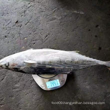 Sea frozen Stripped Bonito Whole Round